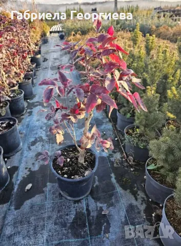 Махония , снимка 3 - Градински цветя и растения - 48643757