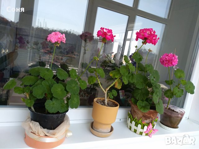 Мушкато , снимка 1 - Градински цветя и растения - 28406630