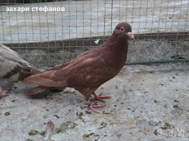 Римски гълъби (Рьомери), снимка 13 - Гълъби - 51181839