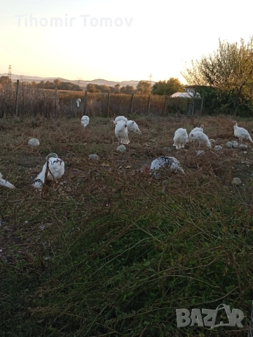 продавам домашно гледани пуйки пуяци за празниците , снимка 8 - Кокошки и пуйки - 51832484