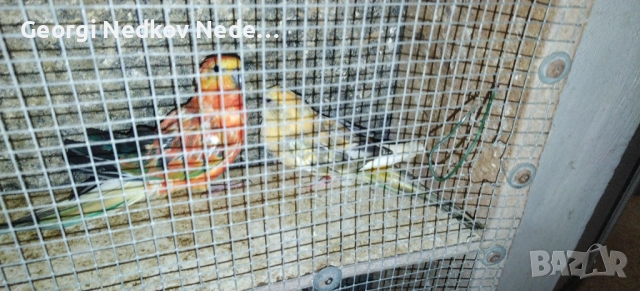 Продавам пойни папагали 