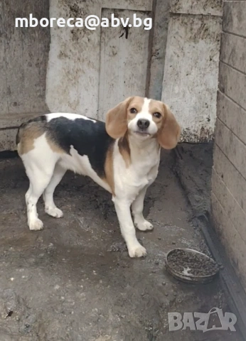 Бигъл женски 6 м с паспорт и ваксини