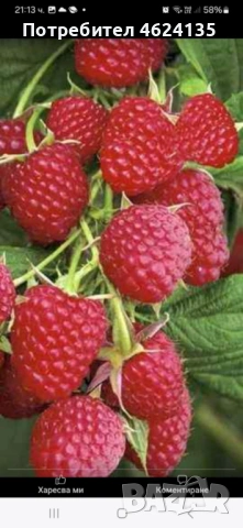 Продавам расад ягоди и малини, снимка 11 - Сортови семена и луковици - 53573340