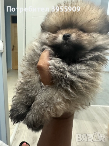 чистокръвни померани, снимка 5 - Померан - 50902986