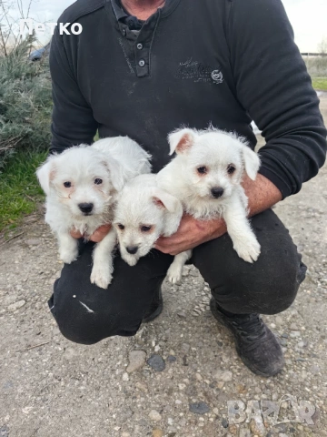 Малтийска болонка , снимка 2 - Болонка - 53060397