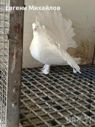 Гълъби Фенерлии гащати , снимка 5 - Гълъби - 50011093