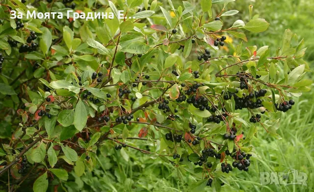 Арония, снимка 3 - Разсади - 49425446