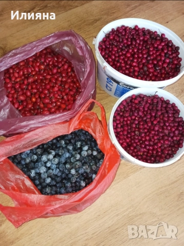 Самардала,Коприва,Лапад,Глог,Шипка,Песто от Коприва,Манголд,Розмарин, снимка 5 - Сортови семена и луковици - 44686395