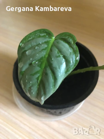 Philodendron Sodiroi , снимка 2 - Стайни растения - 50507420