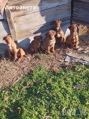 Подарявам, снимка 3 - Други - 52925614