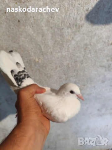 Гълъби порода Бенкалии (бемкалии, карабелии), снимка 11 - Гълъби - 52410859