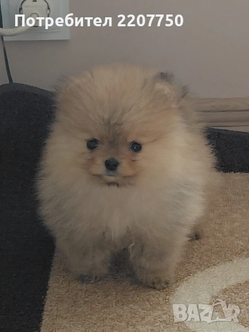 продавам померан 