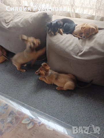 Кученцата , снимка 2 - Пинчер - 53491431