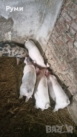 Продавам прасенца, снимка 4 - Прасета - 52582703