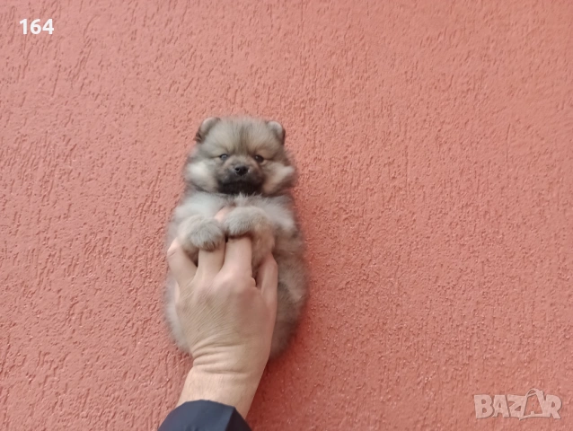 Мъжки Померани. Снимки от 18.02.26 г. , снимка 2 - Померан - 53464972