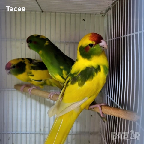 Какарики, снимка 1