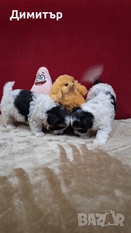 Бийвър йоркширски териер, снимка 5 - Йоркширски териер - 53458898