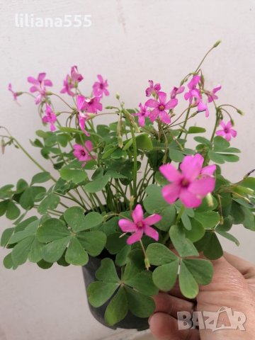 Детелина студоустойчива розов и бял цвят, снимка 6 - Градински цветя и растения - 40803577