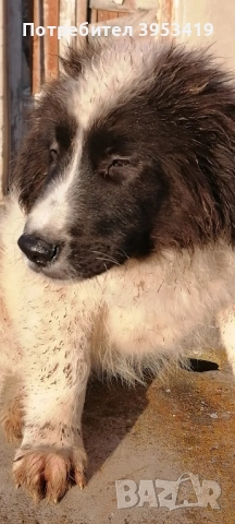Чистопородни овчарски кученца , снимка 4 - Овце - 53057203