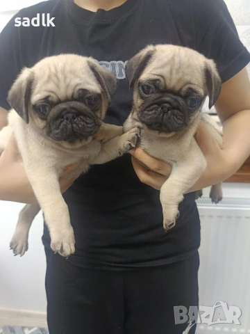 ЕЛИТНИ МОПСЧЕТА , снимка 4 - Мопс - 52454551