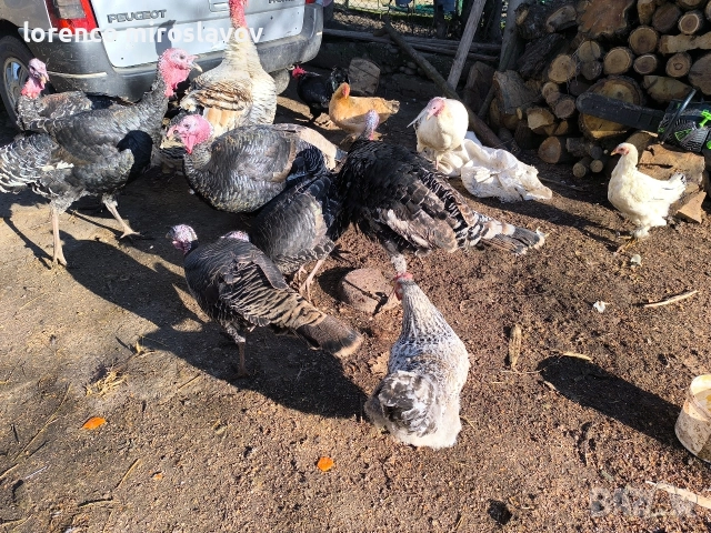 Продавам Пуийки, снимка 6 - Кокошки и пуйки - 52790020