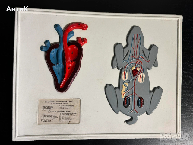 Соц Учебни Табла Помагала по Биология, снимка 6 - Антикварни и старинни предмети - 52516194