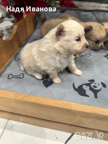 Померан/шпиц, снимка 4 - Померан - 52805951