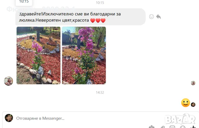 Лагерстремия - индийски люляк Налични 4 цвята , снимка 8 - Разсади - 41067069