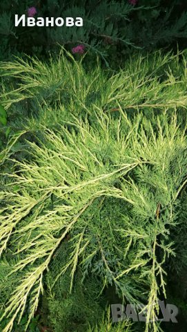 Юниперус медиа Фитцериана Ауреа, снимка 7 - Градински цветя и растения - 33141210