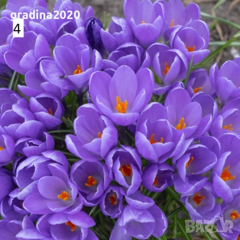 Минзухар - Луковици , снимка 4 - Разсади - 51517256