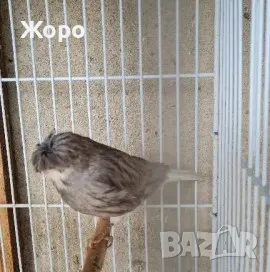 Продавам канари, снимка 7 - Канари - 48303441