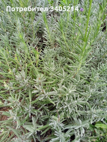 Разсад лавандула сорт Хемус , снимка 2 - Разсади - 52428150