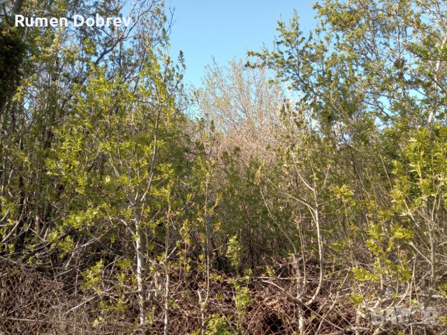 Професионално почистване на всякакви буренясали парцели, градини и къщи, дворове и всякакви други пл, снимка 6 - Други услуги - 32455705