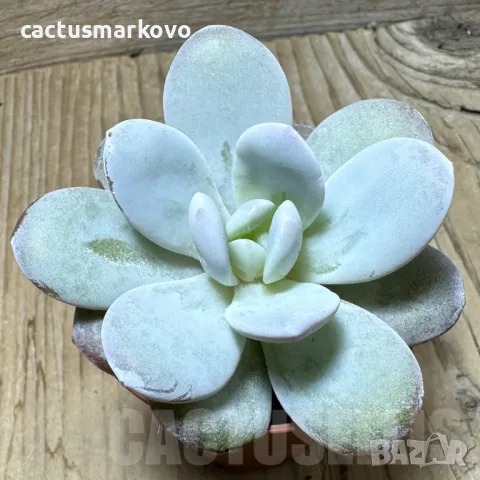 Echeveria ‘Laui’, снимка 2 - Стайни растения - 48125407