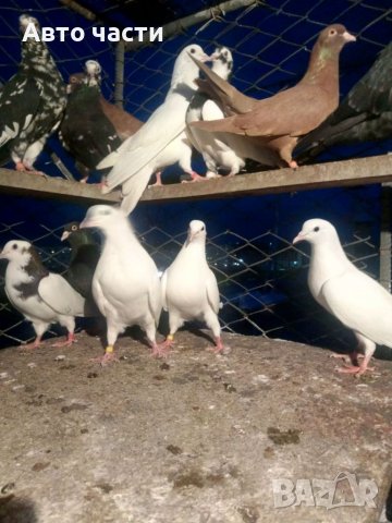 Пазарджишки високо летачи, снимка 8 - Гълъби - 37544259