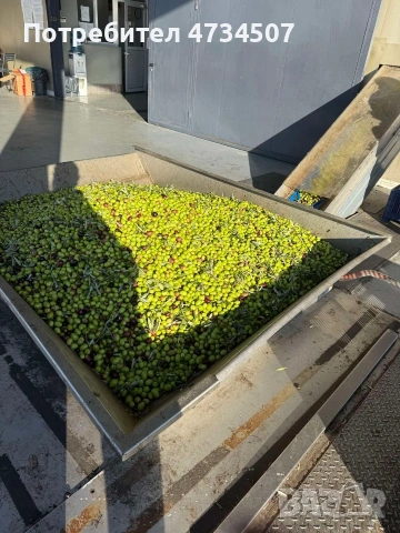 Домашен зехтин – реколта 2025 | студено пресован | 5 кг тенекия, снимка 3 - Други - 53459506