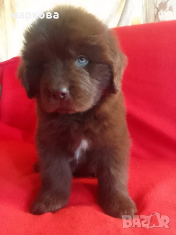 Зоомaгазин Роди, снимка 3 - Други - 50937174