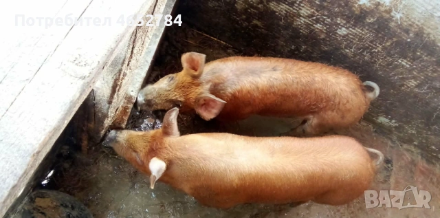 По 40 килограма