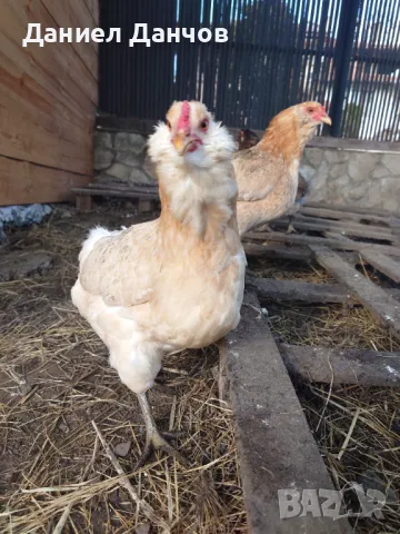 Оплодени яйца от Араукана, снимка 16 - други­ - 48810608