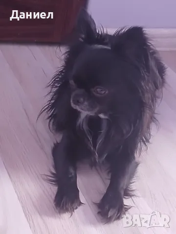 Чихуахуа мъжко търси приятелка, снимка 4 - Чихуахуа - 41247961