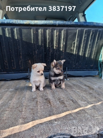 мъжки и женски кучета , снимка 5 - Пинчер - 52864232