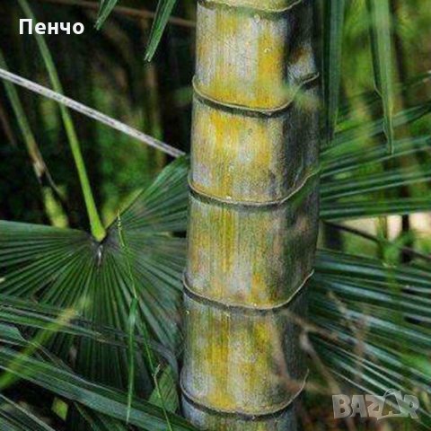 40 броя редки бамбукови семена зелен бамбук Moso-Bamboo Pla мосо бамбо растение декорация украса за , снимка 11 - Сортови семена и луковици - 27687066