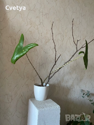 Алоказия-зебрина