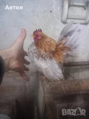 Продавам малайски серами петли