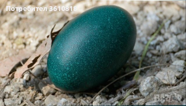 Яйце от Ему (и за консумация и за разплод)