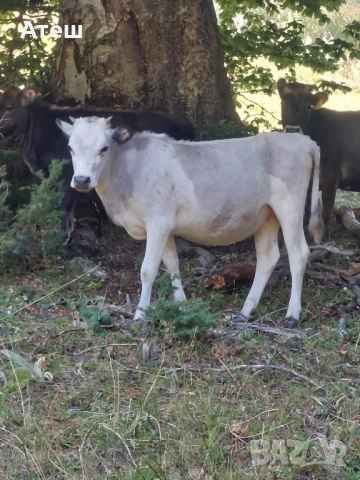 крави юници телета, снимка 5 - Крави - 51529893
