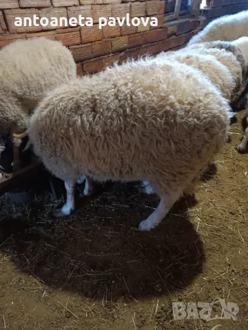 Шилета ,агнета ,кочове , снимка 3 - Овце - 41754007