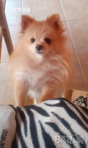 Мъжки и женски померан, снимка 11 - Померан - 52966945