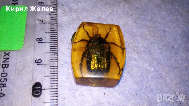 ИСТИНСКИ МАЙСКИ БРЪМБАР ПРЕПАРИРАН в БЛОКЧЕ СМОЛА - За КОЛЕКЦИЯ 34556, снимка 3 - Колекции - 39075637