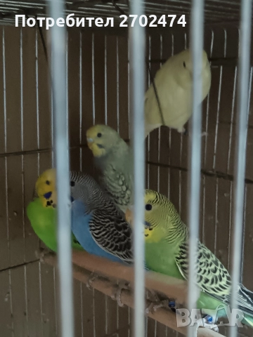 продавам папагали , снимка 3 - Папагали - 52909639